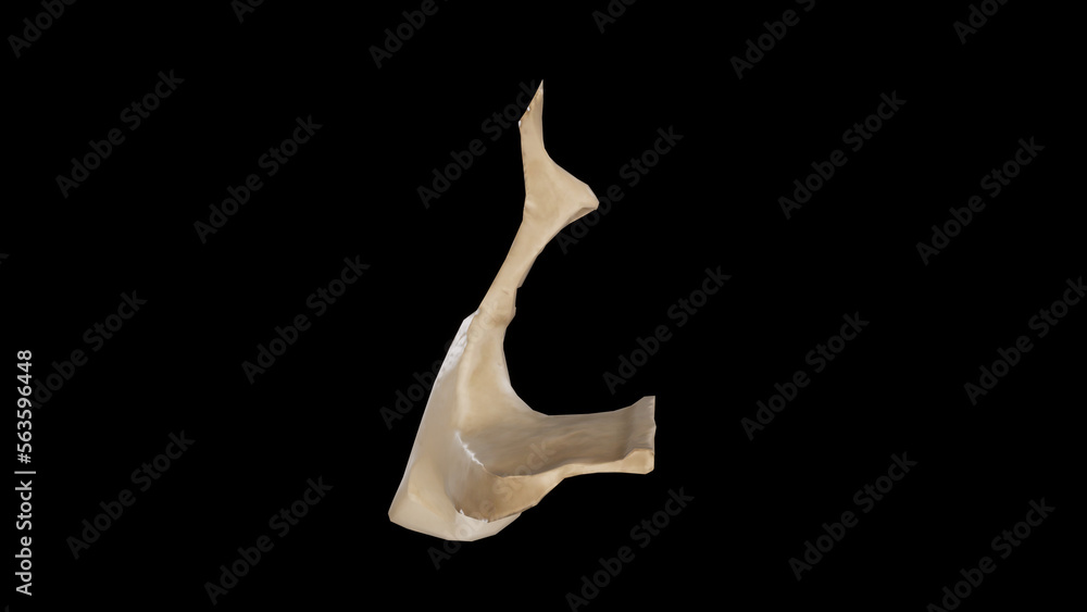 Anterior view of Right Palatine Bone Anterior view of Right Palatine Bone