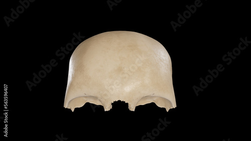 Anterior view of Frontal Bone.3d rendering photo