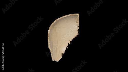 Anterior view of Right Parietal Bone photo