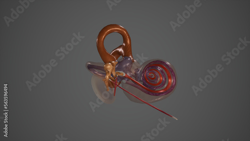 Auditory and Equilibrium Organ,3D rendering photo