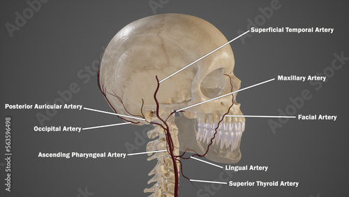 External Carotid Artery and Its branches