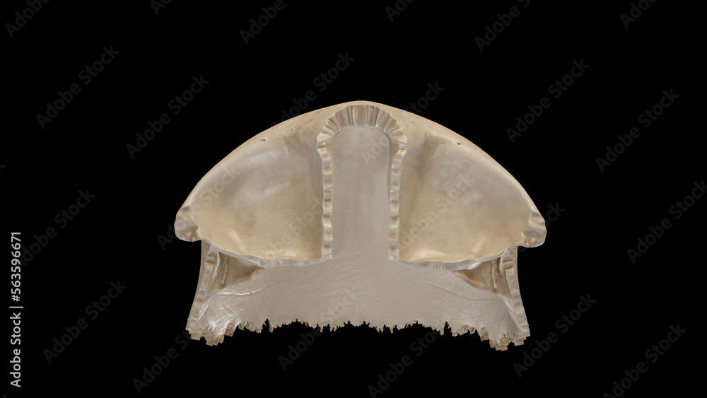 Inferior view of Frontal Bone.3d rendering Inferior view of Frontal Bone.3d rendering