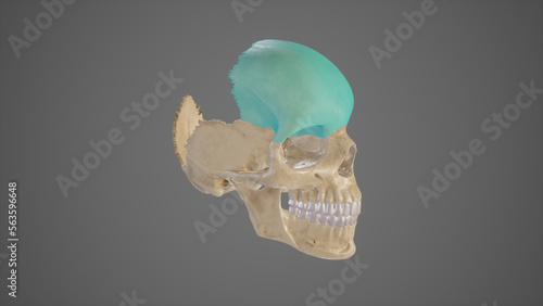Lateral View of Frontal Bone,3D rendering photo
