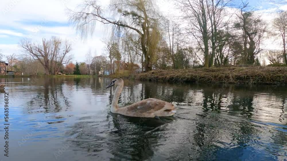 two young swans swim in a lake. Oliwa park. Gdansk, Poland two young swans swim in a lake. Oliwa park. Gdansk, Poland