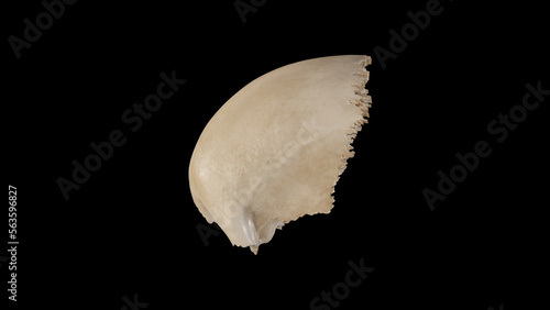 Left view of Frontal Bone.3d rendering photo