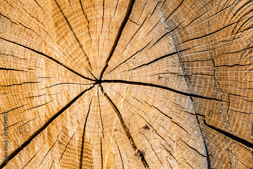 Beautiful wooden fracture old oak, natural texture close up