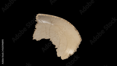 Left view of Right Parietal Bone
 photo
