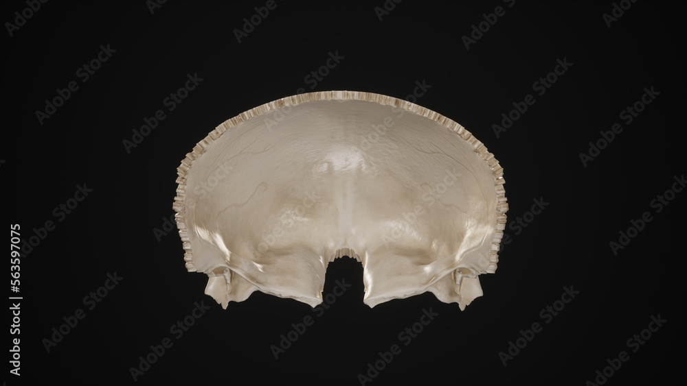 Posterior view of Frontal Bone.3d rendering Posterior view of Frontal Bone.3d rendering