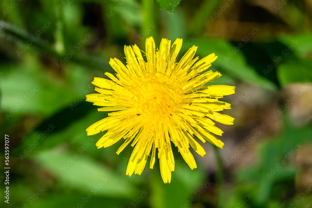 Beautiful wild growing flower yellow dandelion on background meadow Beautiful wild growing flower yellow dandelion on background meadow