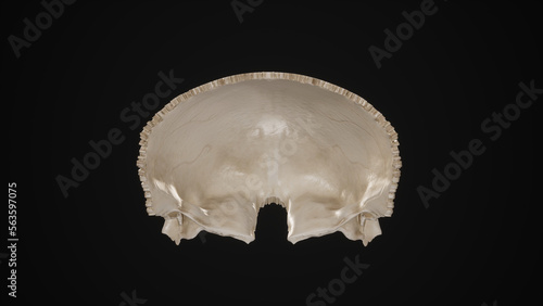 Posterior view of Frontal Bone.3d rendering photo