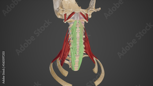 medical accurate illustration of the longus colli photo