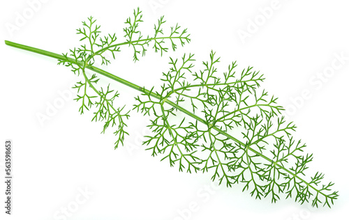 Green dill leaves isolated on white background.