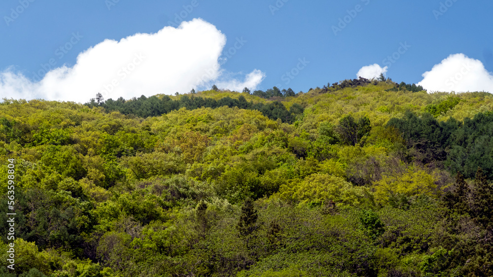 Obraz premium 高原の新緑