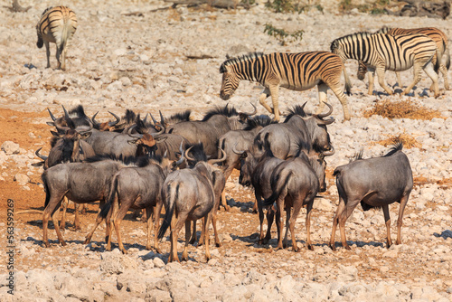 Fototapeta Naklejka Na Ścianę i Meble -  Blue wildebeest in natural habitat in Etosha National Park in Namibia.