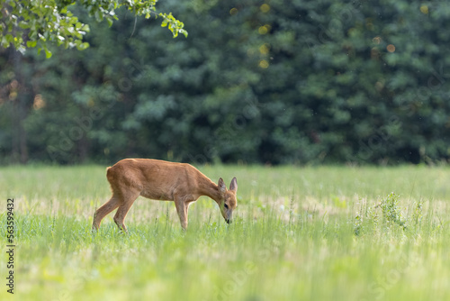 Roe deer (Capreolus capreolus) , standing on a meadow.