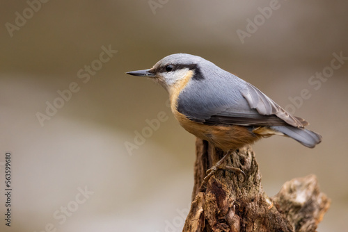Red breasted nuthatch (sitta europaea) on a branch © Branislav