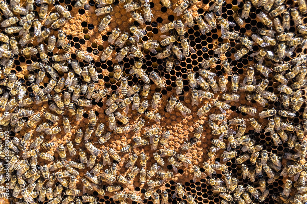 Abstract hexagon structure is honeycomb from bee hive filled Abstract hexagon structure is honeycomb from bee hive filled