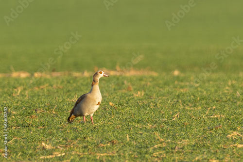 Egyptian goose (alopochen aegyptiaca) in natural habitat. © Branislav