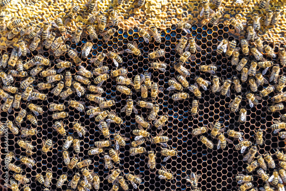 Abstract hexagon structure is honeycomb from bee hive filled Abstract hexagon structure is honeycomb from bee hive filled