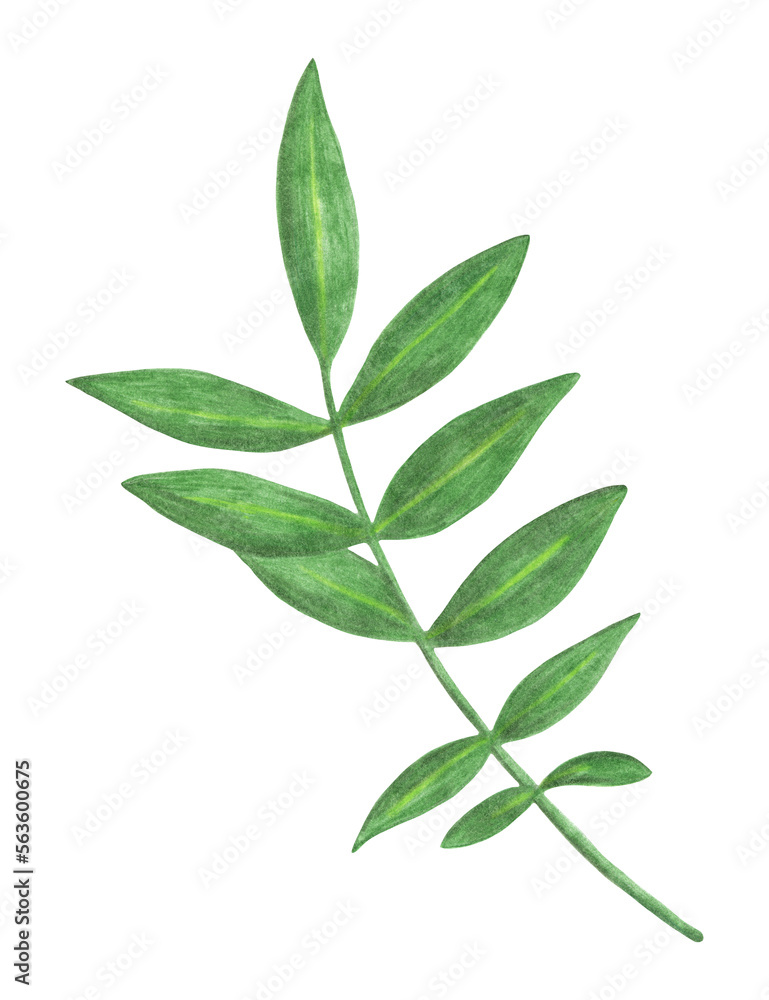 Green Leaf of Marigold Isolated on White Background. Flower Leaf Element Drawn by Color Pencil.
