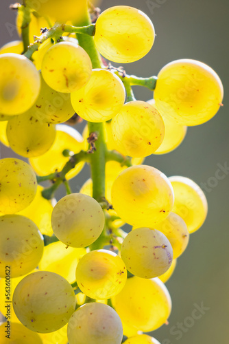 close-up view of ripe white grapes before harvest in a vineyard in Slovakia.