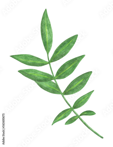 Green Leaf of Marigold Isolated on White Background. Flower Leaf Element Drawn by Color Pencil.
