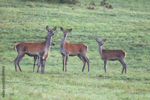 Red deer  cervus elaphus  herd grazing on meadow in autumn nature.