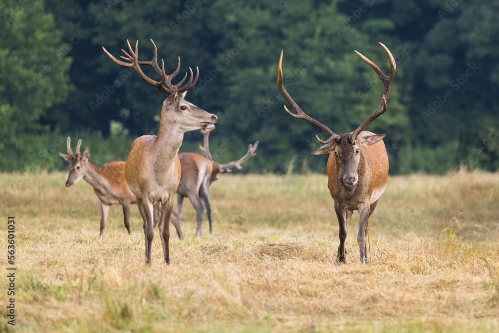Obraz premium Red Deer (Cervus elaphus) on pasture. . Wildlife scenery
