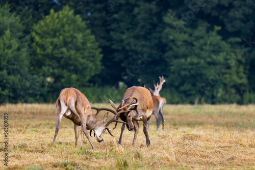 Two red deer stags fighting during rutting season © Branislav
