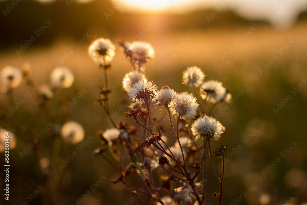 Obraz premium plant, fluffy flower on a field of white-brown color in the warm rays of sunlight at sunset against the background of a field and sky with bokeh