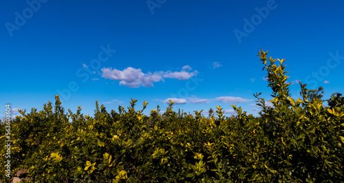 Fototapeta Naklejka Na Ścianę i Meble -  Leafy tree top and sky