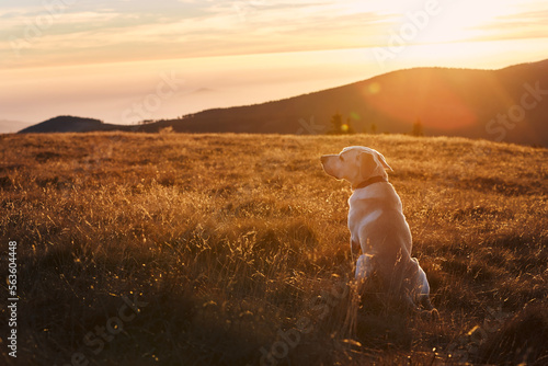 Fototapeta Naklejka Na Ścianę i Meble -  Dog sitting on meadow against mountains. Labrador retriever on top of hill at sunset. .