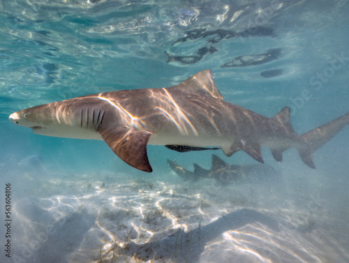 Lemon Sharks  Negaprion brevirostris  in the shallow water in North Bimini  Bahamas