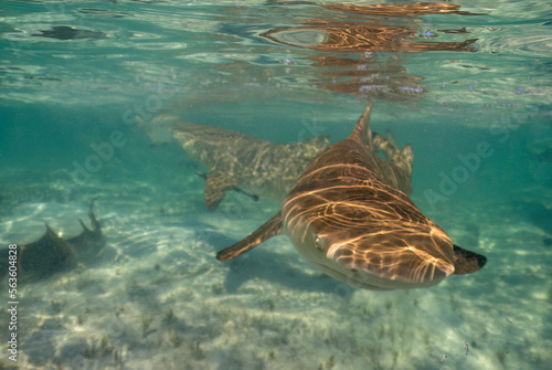 Lemon Sharks (Negaprion brevirostris) in the shallow water in North Bimini, Bahamas photo