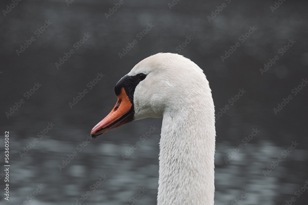 Close-up portrait of a Beautiful mute Swan swimming in the river