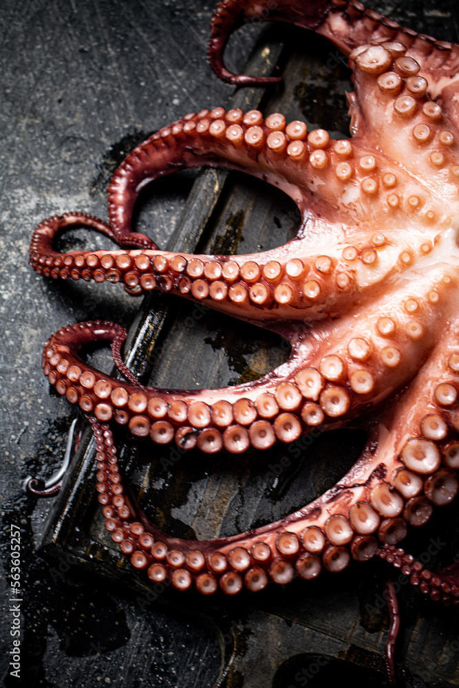 Fototapeta premium Tentacles of a fresh octopus on a cutting board. 