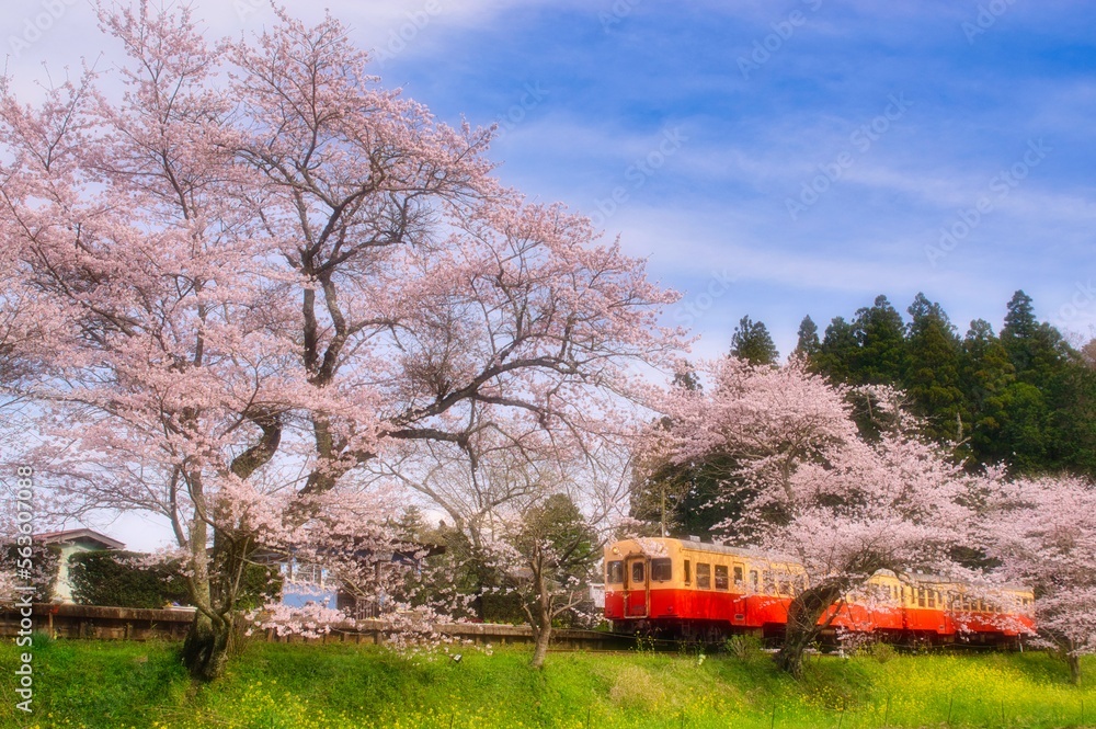 Obraz premium 小湊鉄道桜巡り