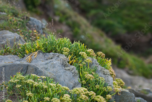 Hottentot fig plant growing on a rocky shore. Invasive plant species. photo