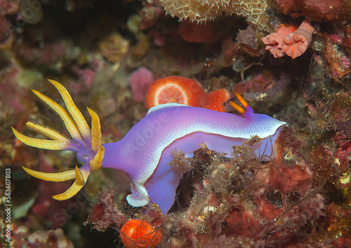 Colorful  purple nudibranch 
 crawls on  hard-coral
