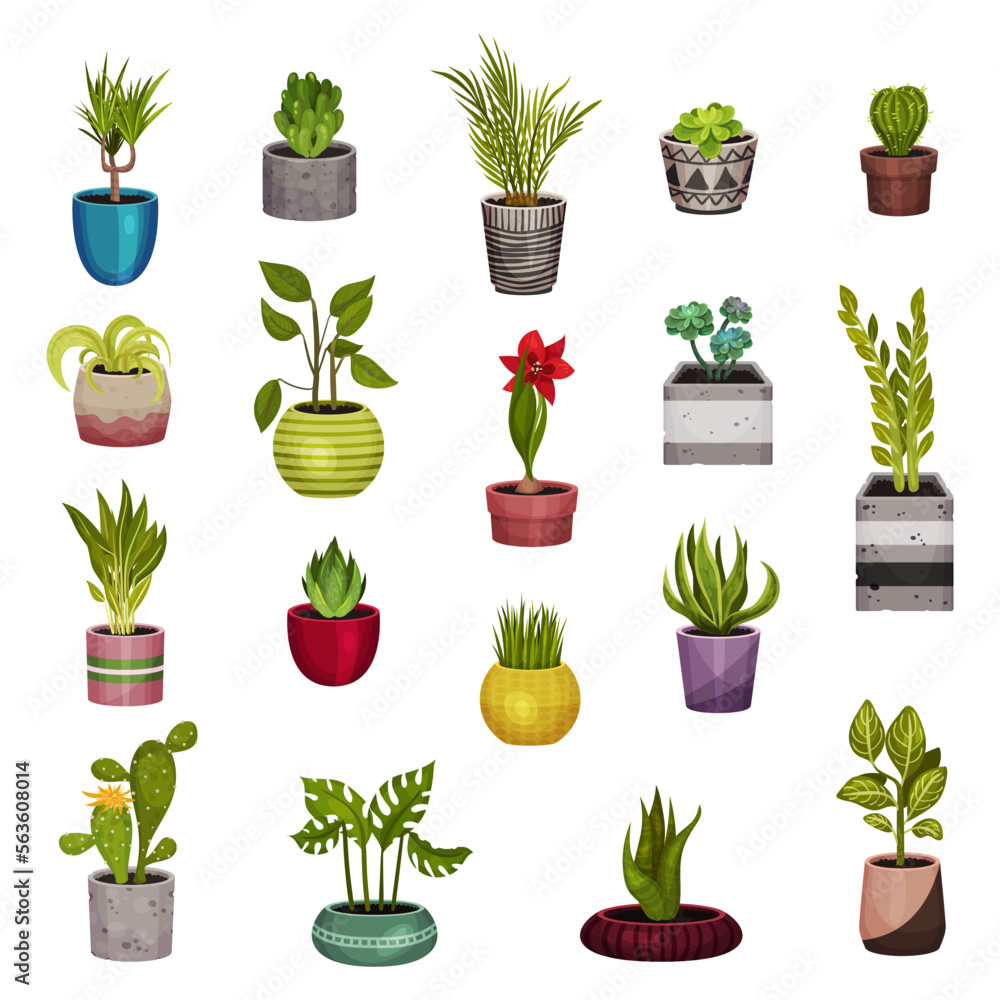 Indoor Garden Potted Plants Growing Big Vector Set Indoor Garden Potted Plants Growing Big Vector Set