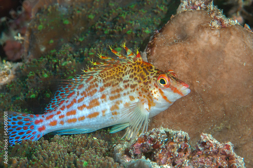 Falco or Dwarf Hawkfish resting on coral and looking at me