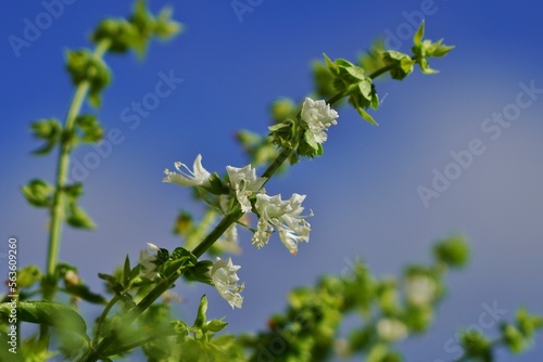 blue sky and flowers - fleurs blanches basilic