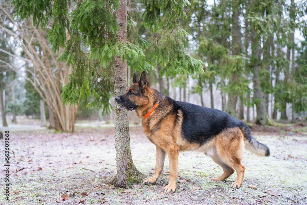 winter, collar, spruce,  forest, spruce tree, guard, security, pose, standing, season, active, shepherd-dog, clever, sheepdog, black and tan, german shepherd
