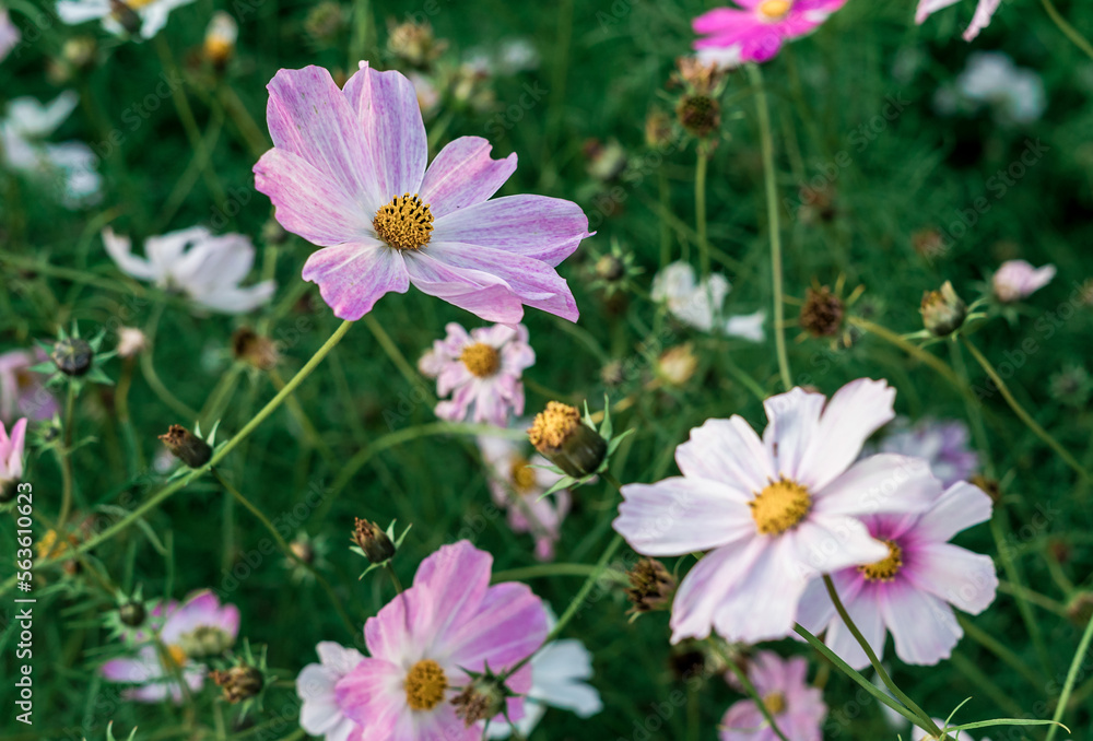 Pink and white daisies in the meadow. Flower blossom on a sunny day in the garden. Blossoming flowers in the spring. Close up Pink and white daisies in the meadow. Flower blossom on a sunny day in the garden. Blossoming flowers in the spring. Close up