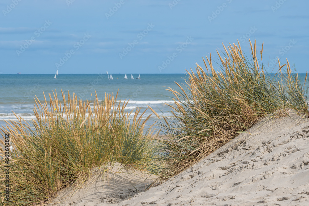 Fototapeta premium Seascape with dune grass and sailboats in summer