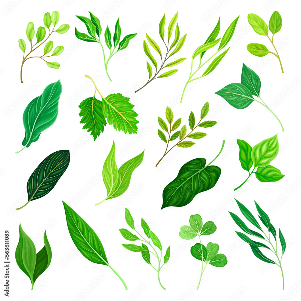 Green Leaves and Branches with Stem Big Vector Set Green Leaves and Branches with Stem Big Vector Set