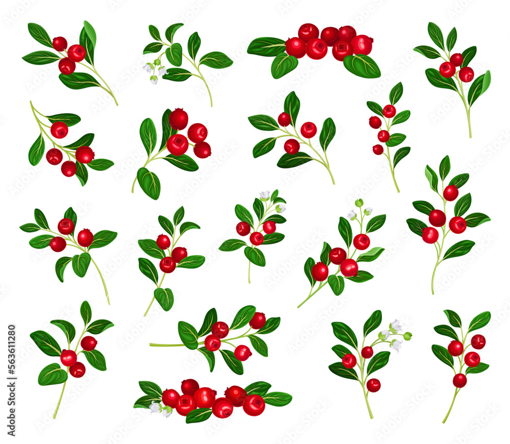 Lingonberry Branches with Oval Leaves Bearing Edible Red Fruit Big Vector Set Lingonberry Branches with Oval Leaves Bearing Edible Red Fruit Big Vector Set