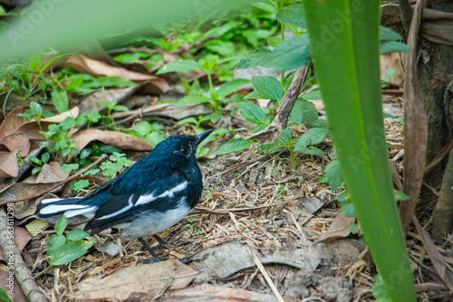 magpie robin in a jungle