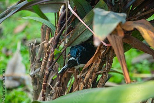 magpie robin in a jungle