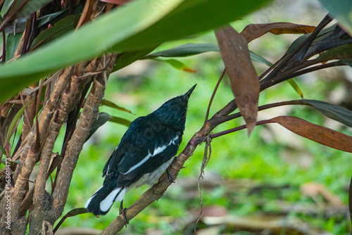 magpie robin in a jungle